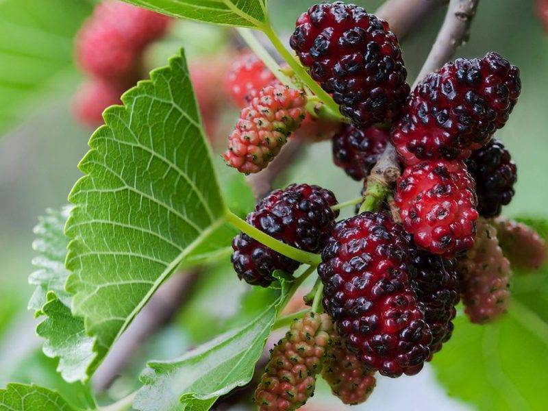 Шелковица купить саженцы из питомнике в Белореченске