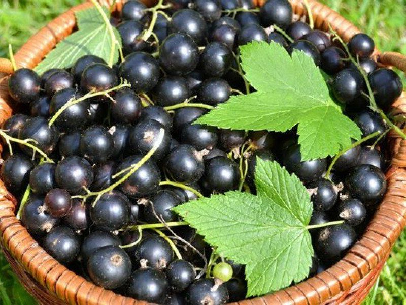 Смородина купить саженцы из питомника в Белореченске