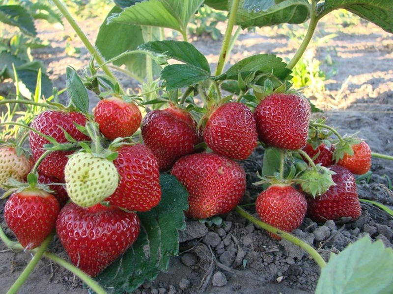 Клубника купить саженцы из питомника в Белореченске