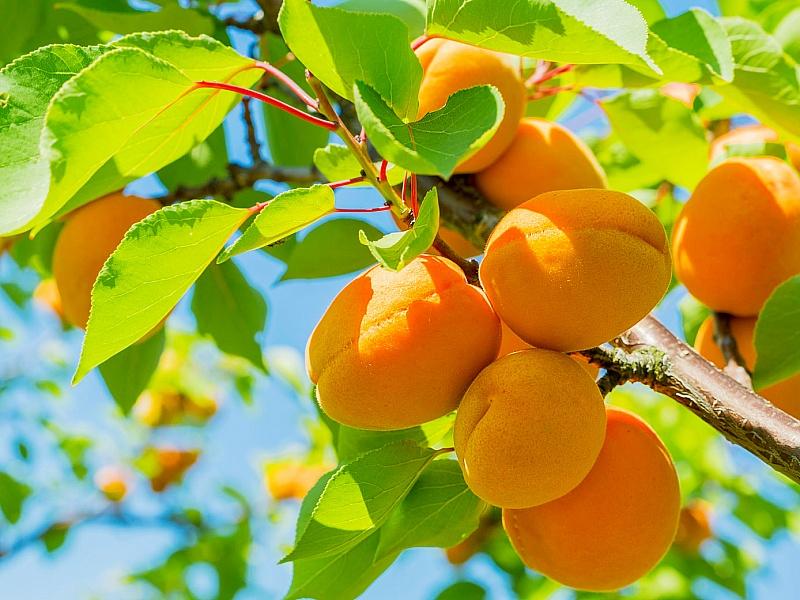 Абрикос купить саженцы из питомнике в Белореченске
