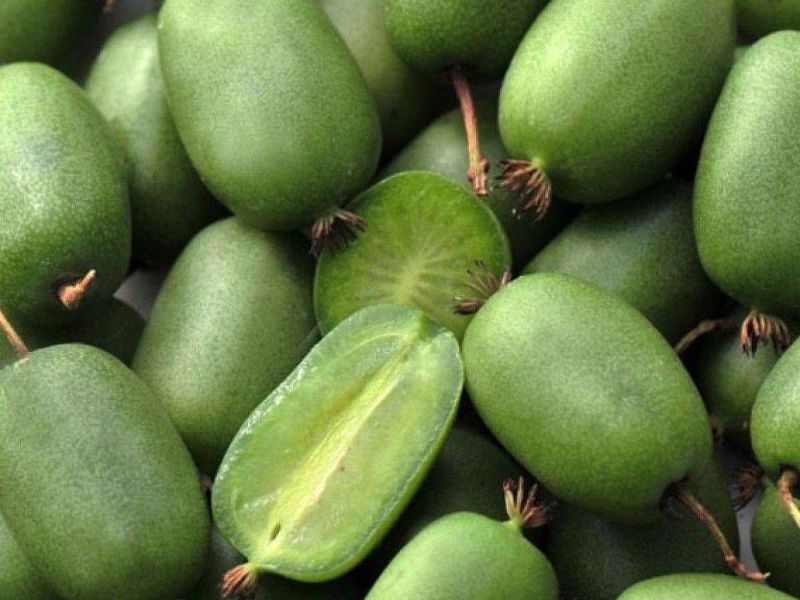 Актинидия купить саженцы из питомнике в Белореченске